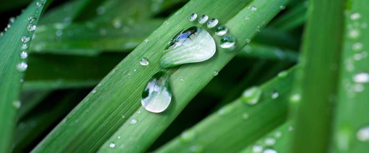 gocce d'acqua su foglia