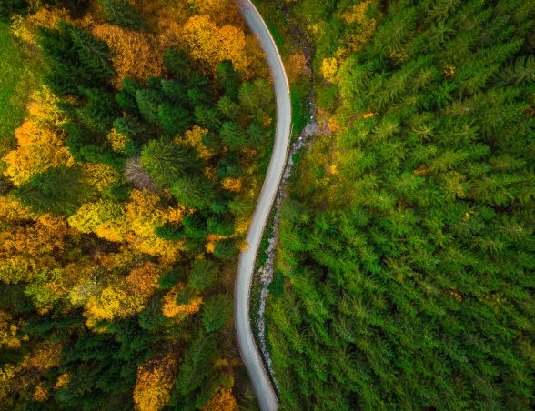 Foresta vista dall'alto con al centro una strada